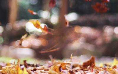 6 Autumn Shades To Heat Up Your Home & Promote Your Wellbeing